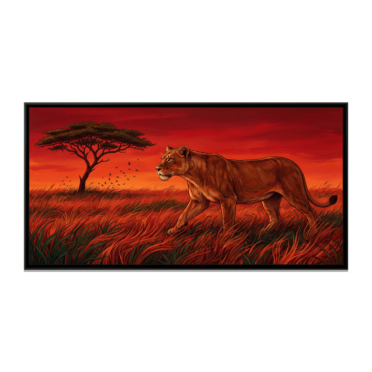 Lioness Stalking through Vermilion Grass - framed canvas print, front view