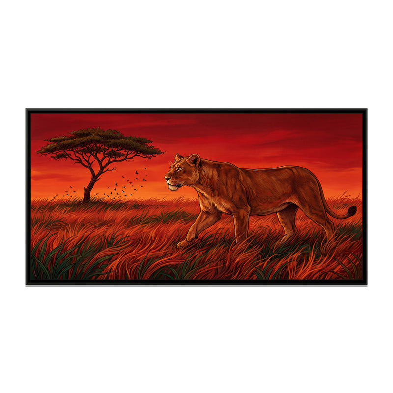 Lioness Stalking through Vermilion Grass - framed canvas print, front view