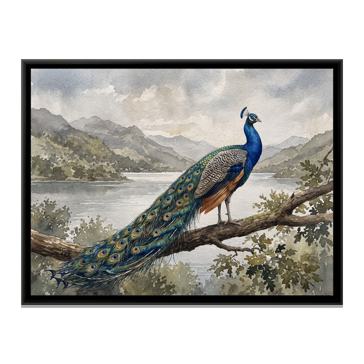 Peacock on the Overlook Branch - framed canvas print, front view